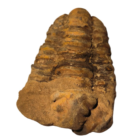 Fossile trilobite – Pièce unique d’environ 7,5 cm