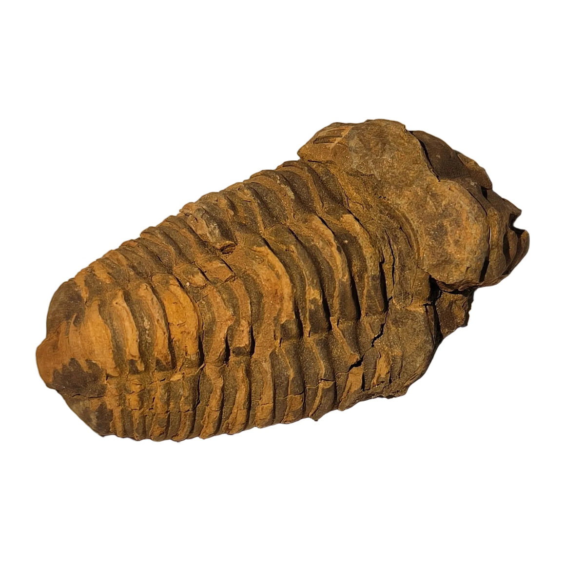 Fossile trilobite – Pièce unique d’environ 8 cm