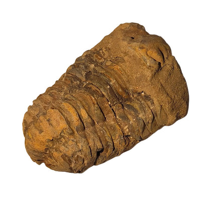 Fossile trilobite – Pièce unique d’environ 7,5 cm